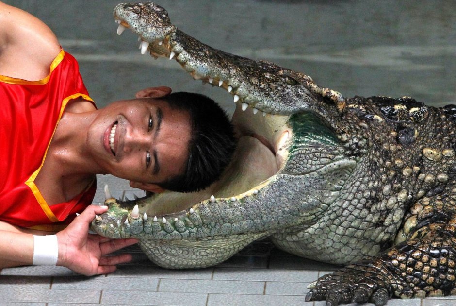 Дрессировщик крокодилов