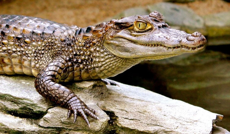 Крокодиловый (очковый) Кайман