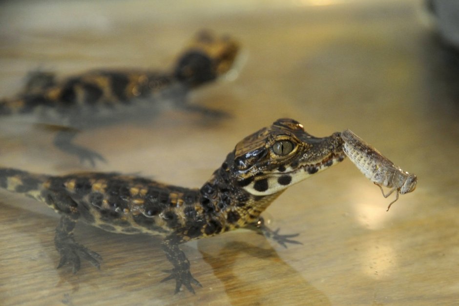 Самый маленький крокодил