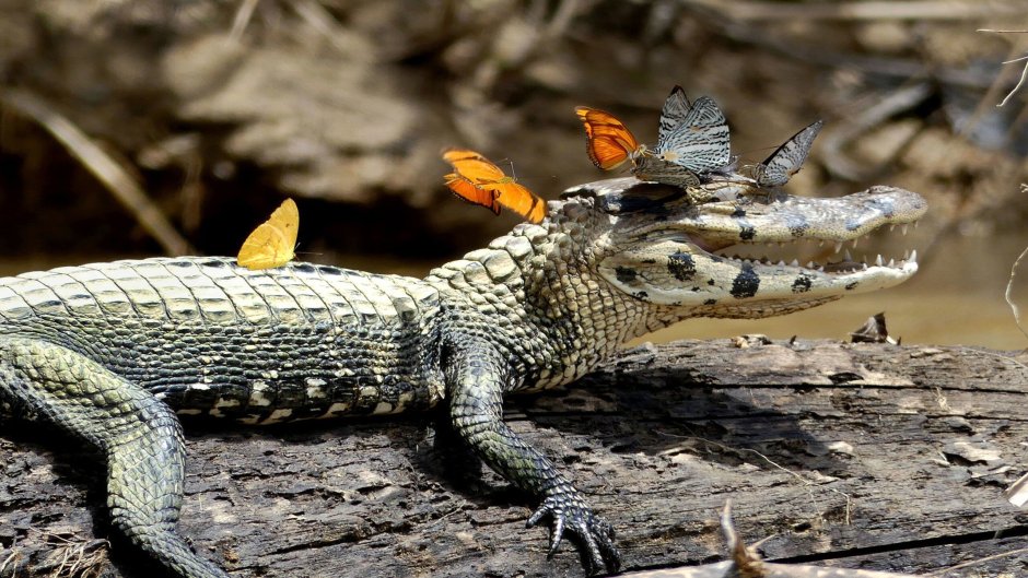 Гребнистый крокодил и Кайман