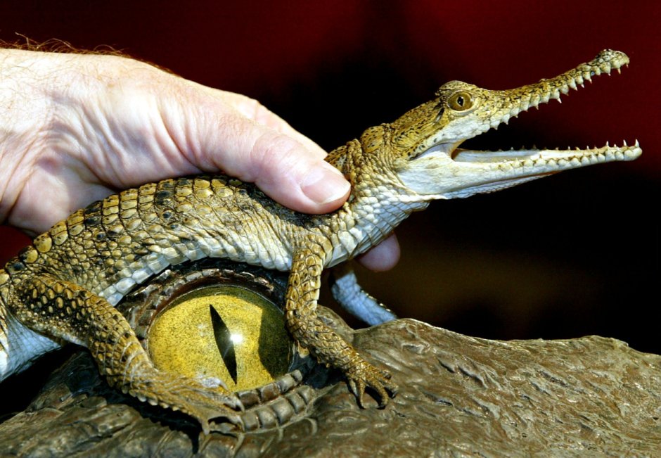 Маленькие крокодильчики