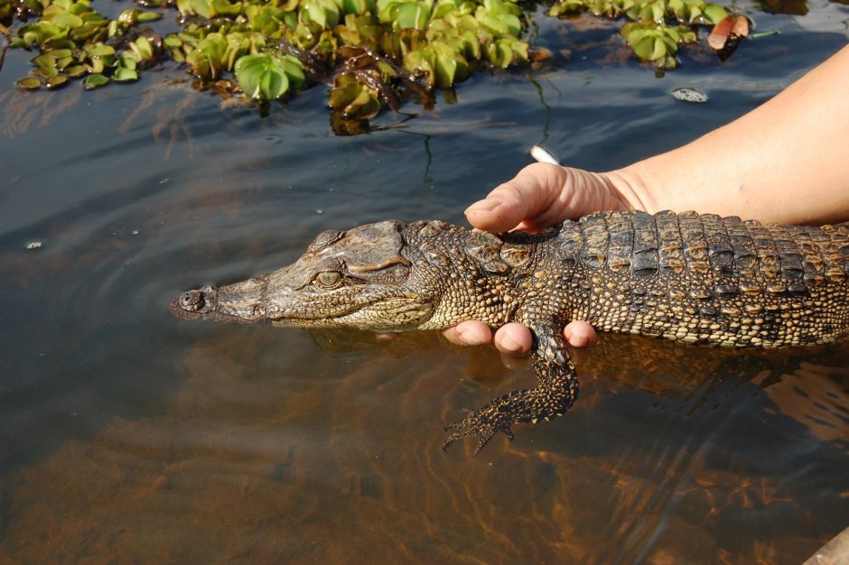 Нильский крокодил маленький