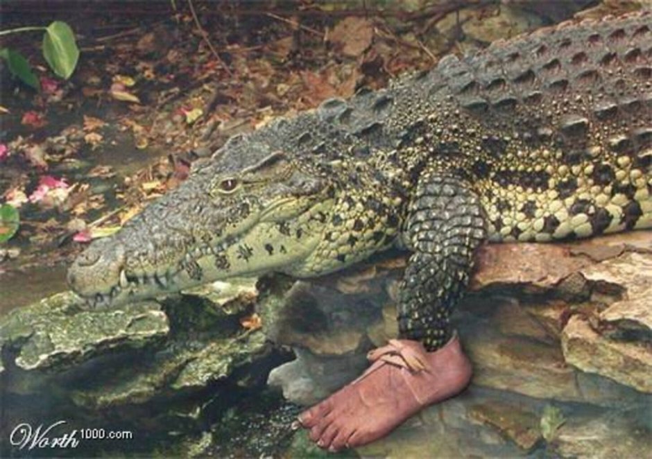 Крокодилы средние