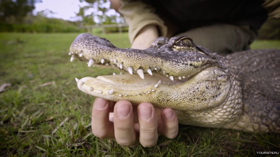 Тупой крокодил