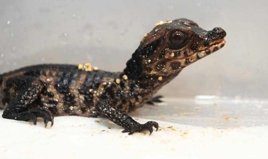 Карликовый Кайман