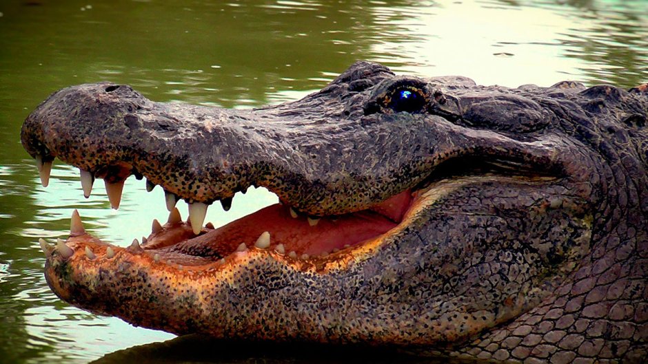Крокодил это пресмыкающееся