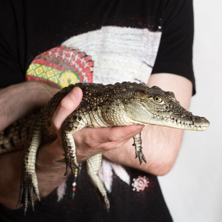 Нильский крокодил домашний