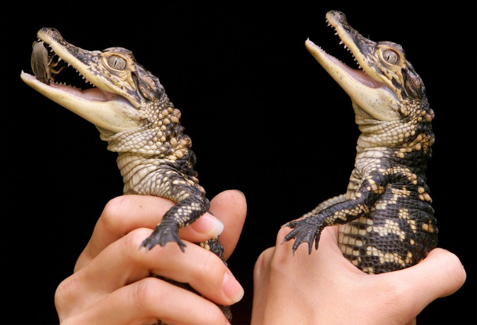 Беби крокодил