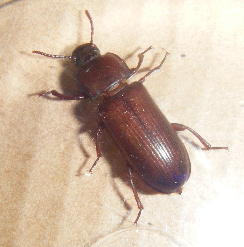 Жук древесный Точильщик