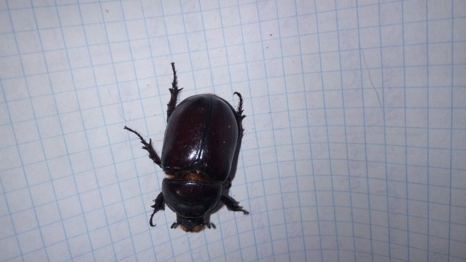 Большой бурый Жук