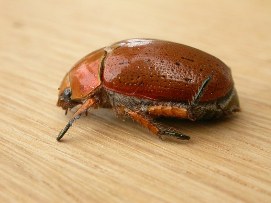 Домашний Жук коричневый хрущ