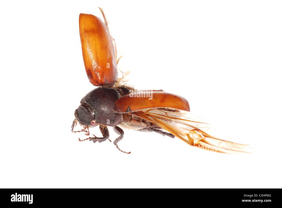 Летающие жуки оранжево коричневые