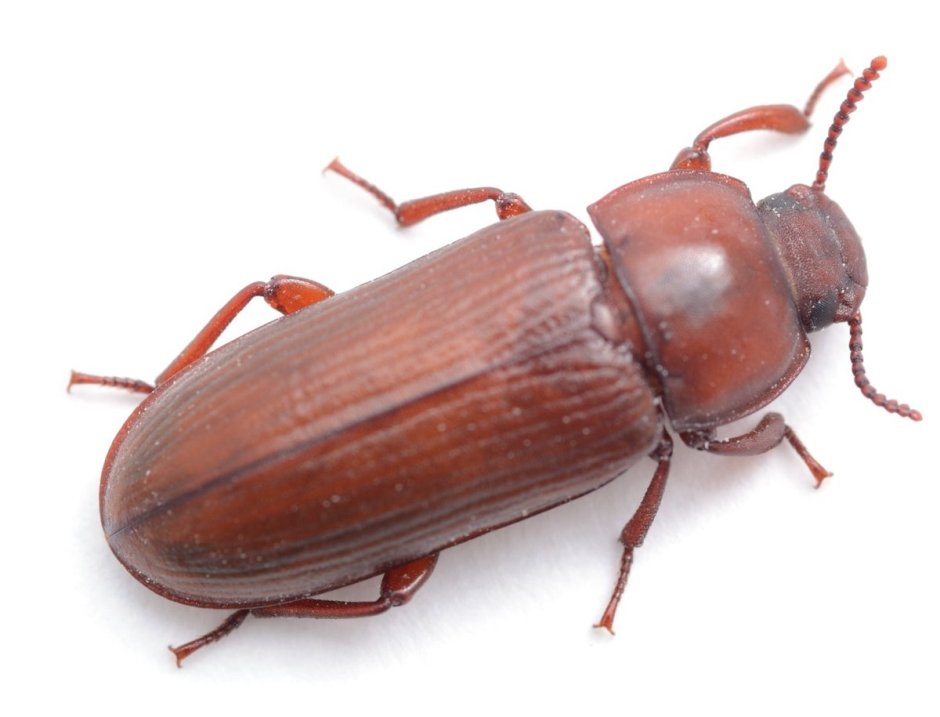 Большой коричневый Жук в квартире