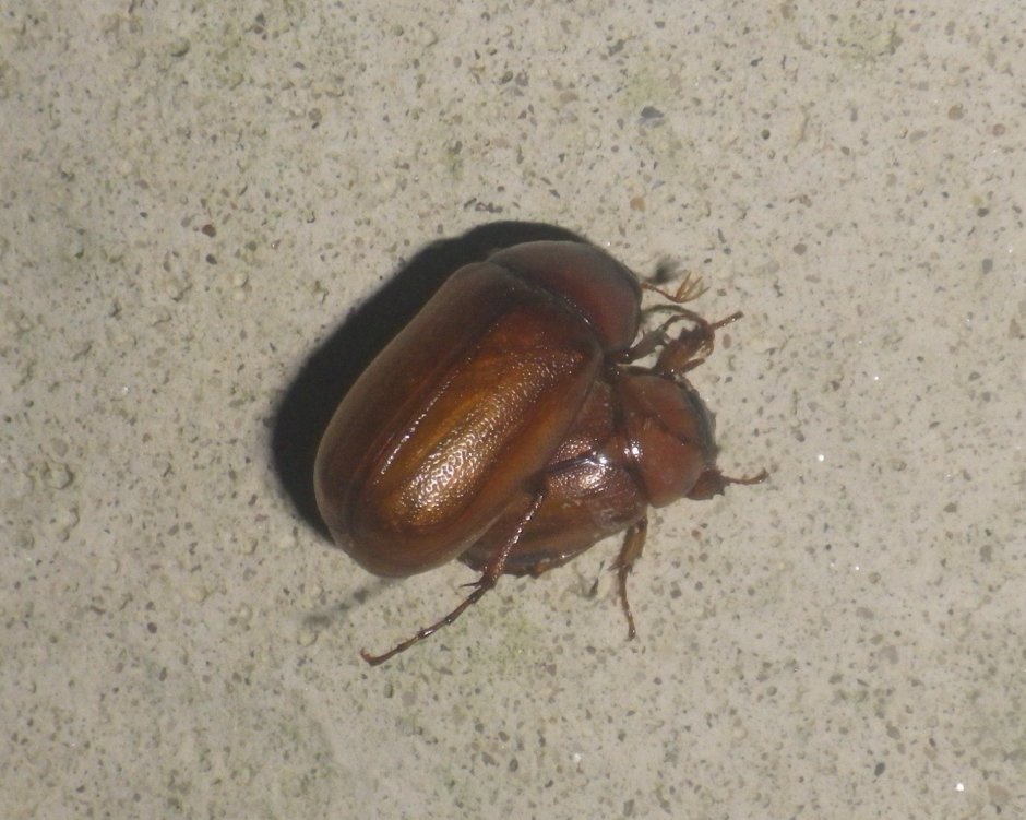 Жук толстожопик