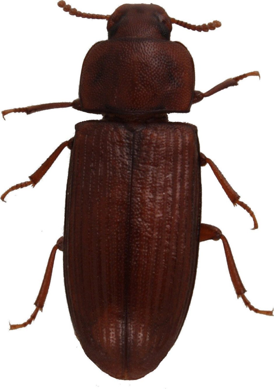 Малый мучной хрущак