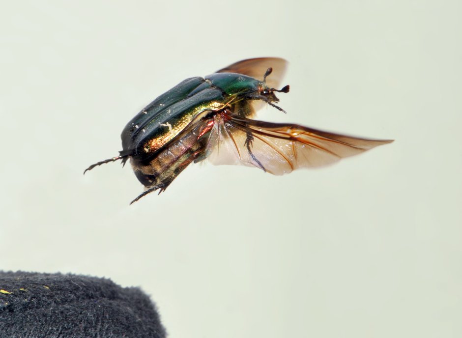 Крылья Жук бронзовка