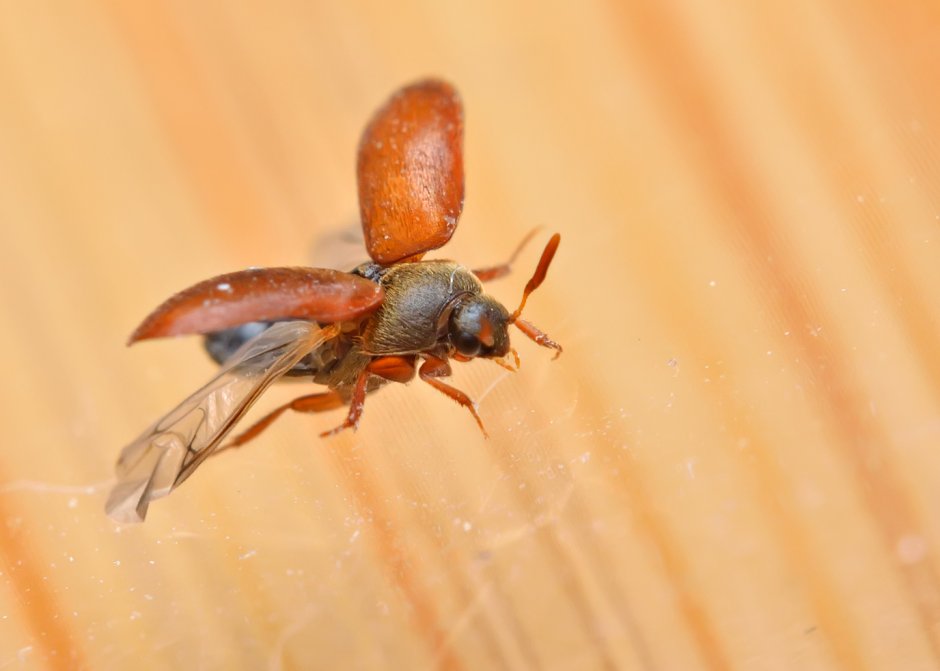 Attagenus smirnovi zhant. - Кожеед Смирнова