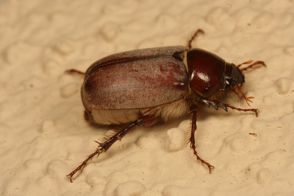 Кубозоль красно-коричневый Жук