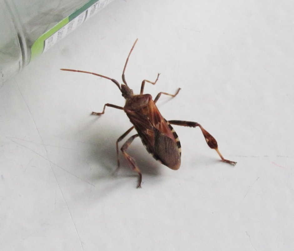 Жук клоп квартирный черный