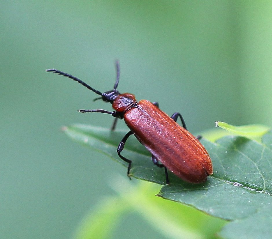 Красный Жук Подмосковье