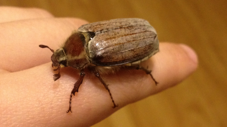 Майский Жук в Сибири