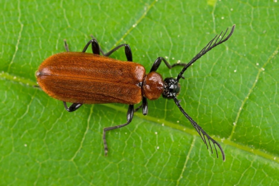 Schizotus pectinicornis