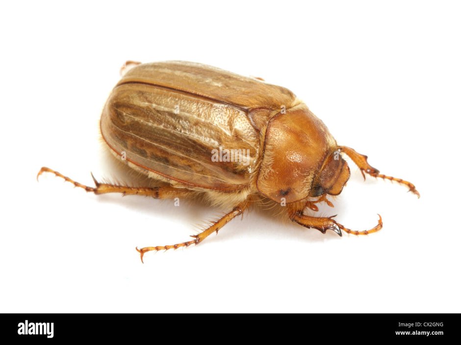 Светло коричневый Жук