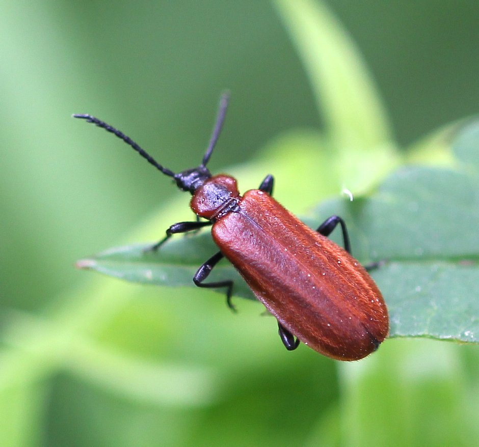 Июньский Жук коричневый