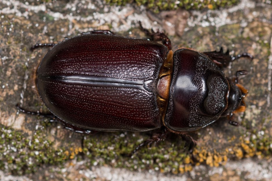 Жук черный хрущак