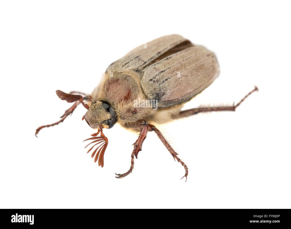 Жук песочного цвета