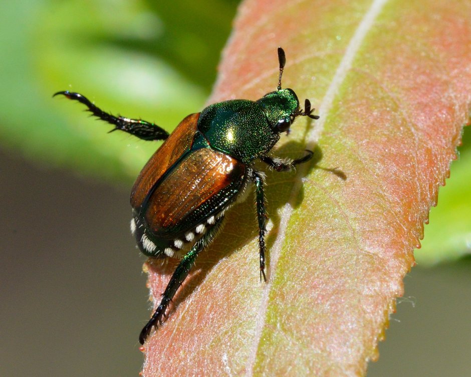 Кузька салатовый Жук