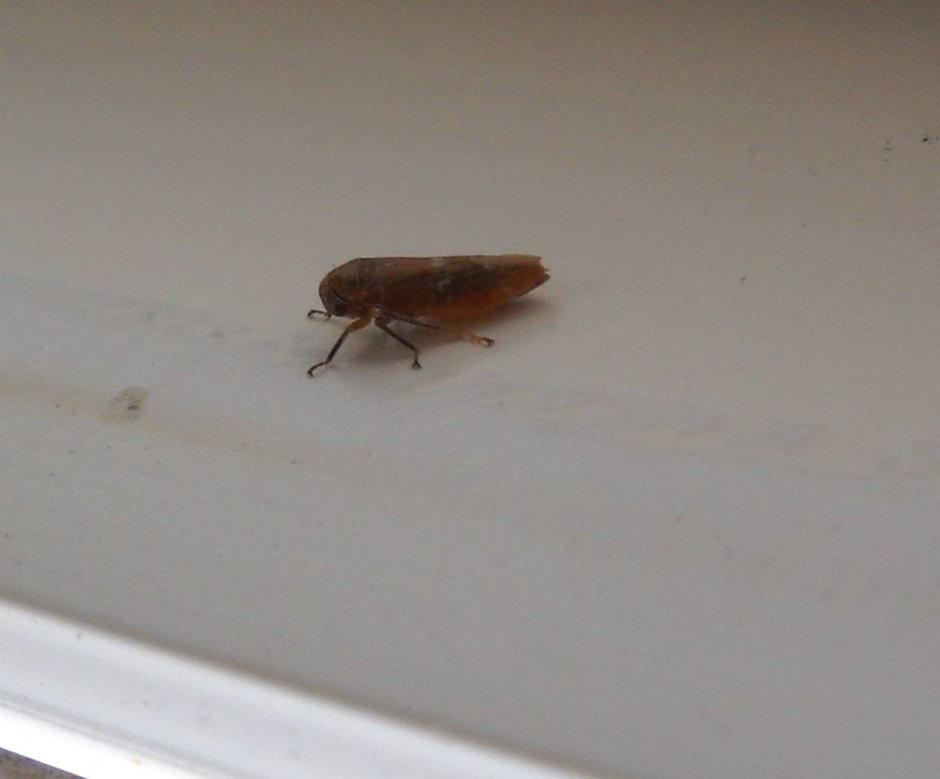 Микроскопические коричневые жучки