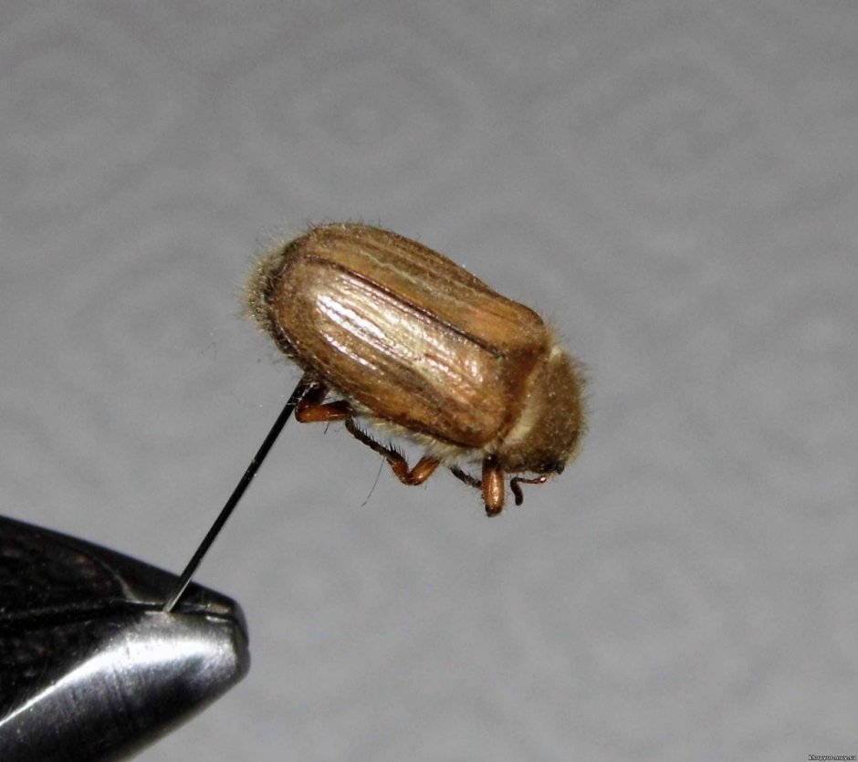 Жук коричневый летающий