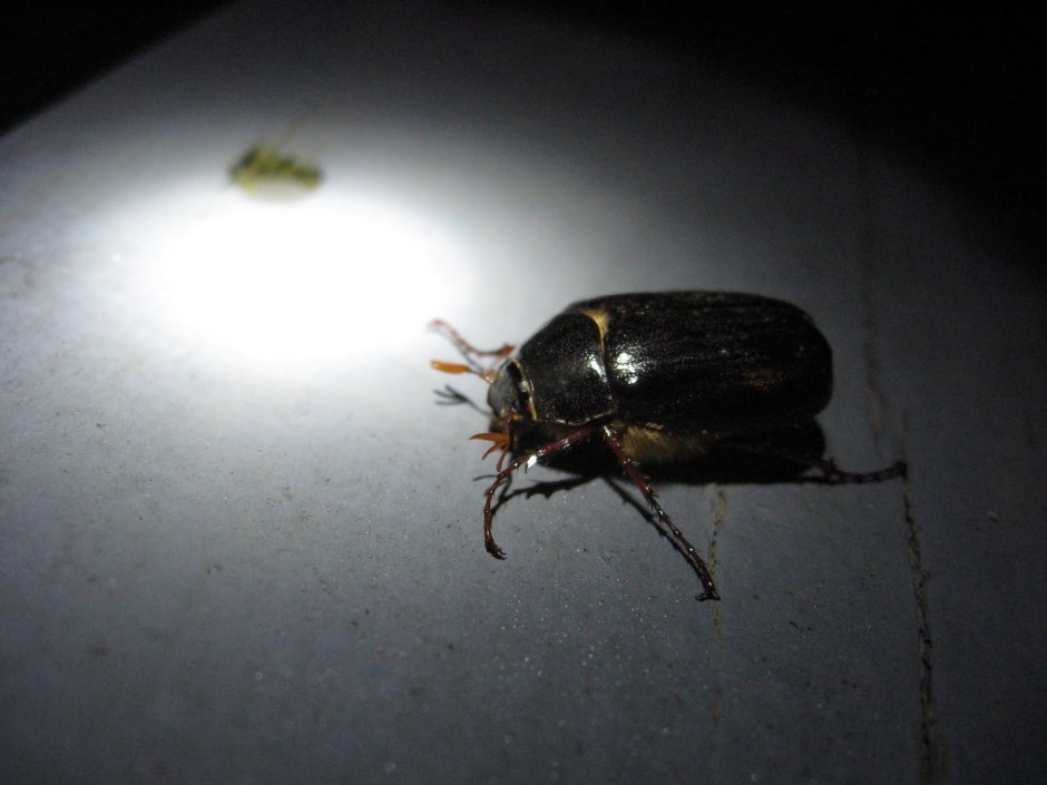 Ночные жуки