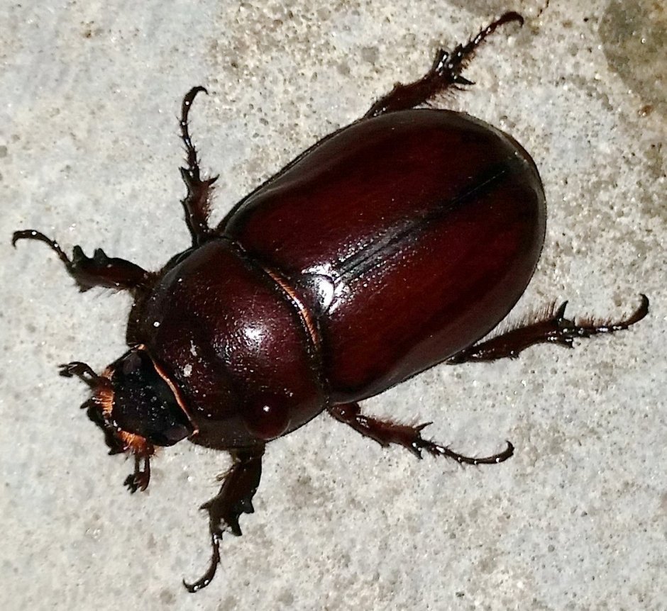 Большой коричневый Жук