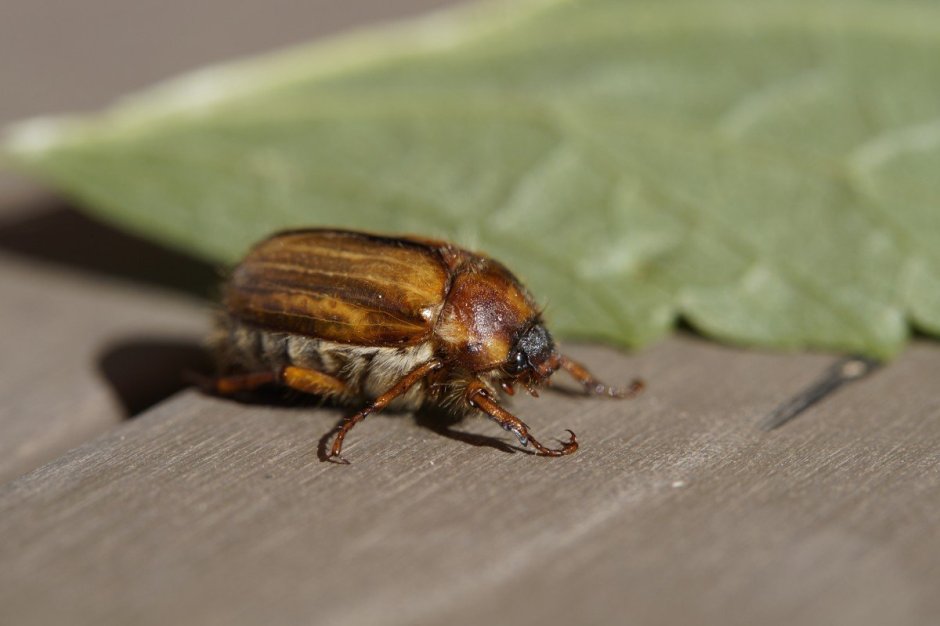 Жук коричневый хрущ