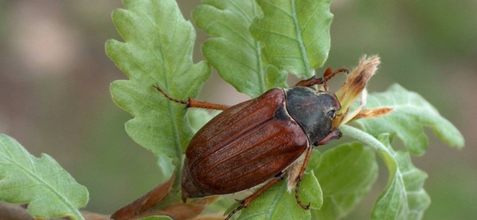 Жук хрущ Майский Западный