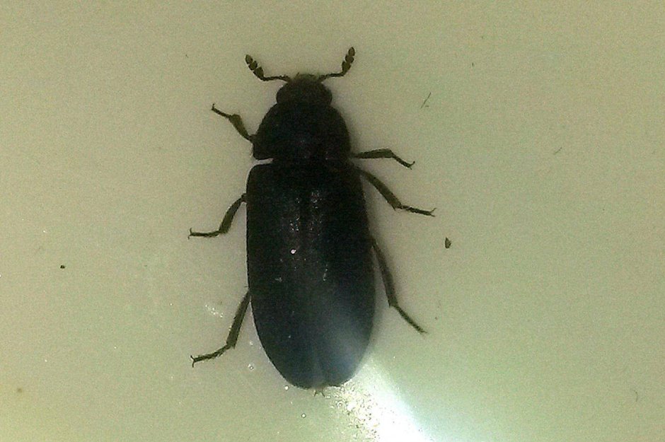 Жук клоп квартирный черный