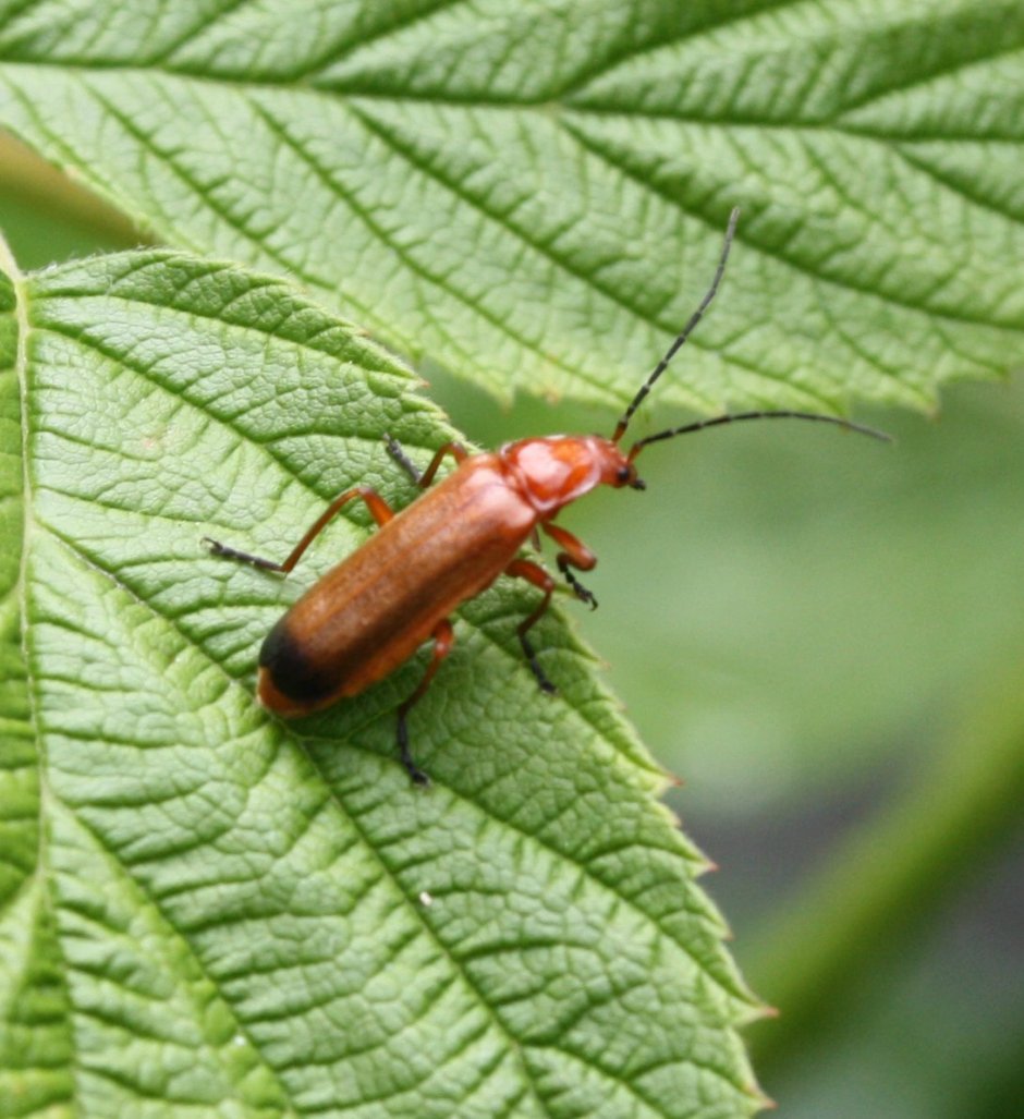 Жук долгоносик оранжевый