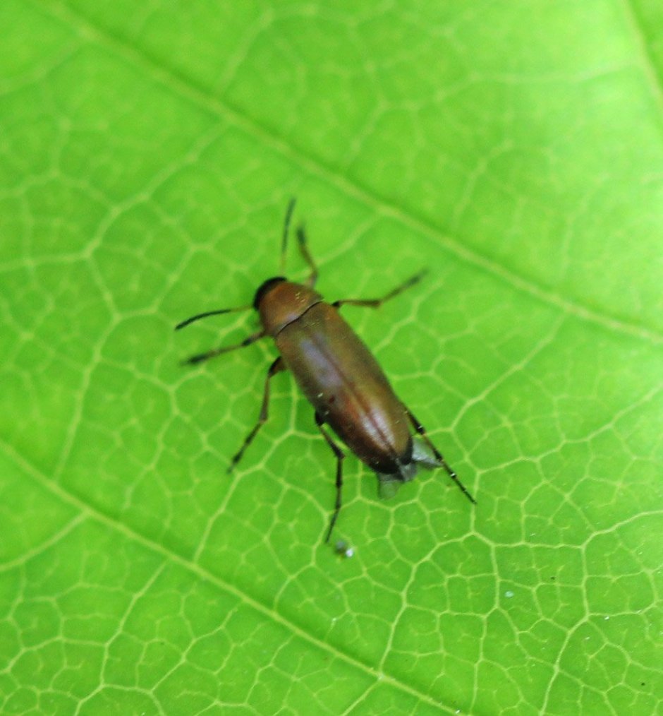 Жуки Подмосковья летающие