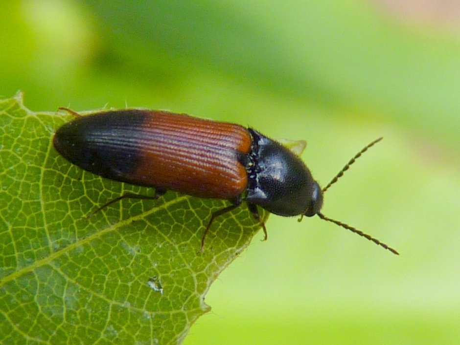 Майский хрущак Жук с крыльями