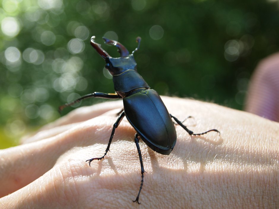 Большой чёрный Жук с длинными усами Подмосковье