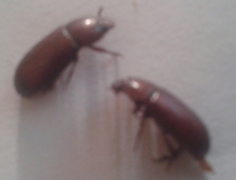 Длинный коричневый Жук в квартире