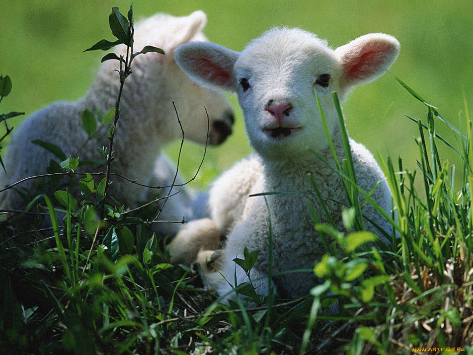 Little Lamb