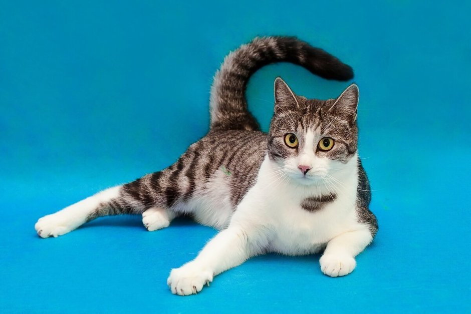 Бразильский короткошерстный кот