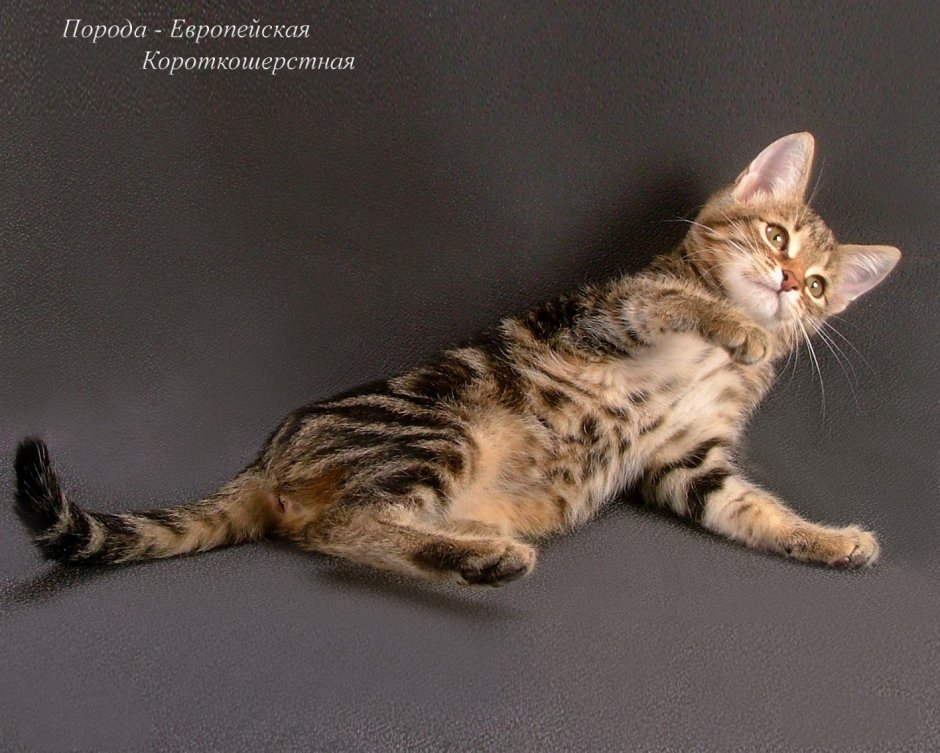 Кельтская кошка серая