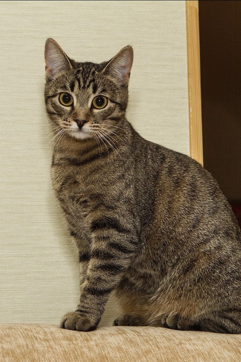 Европейская кошка
