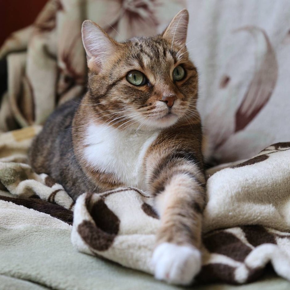Европейская короткошерстная кошка