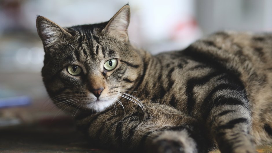 Сибирская кошка короткошерстная
