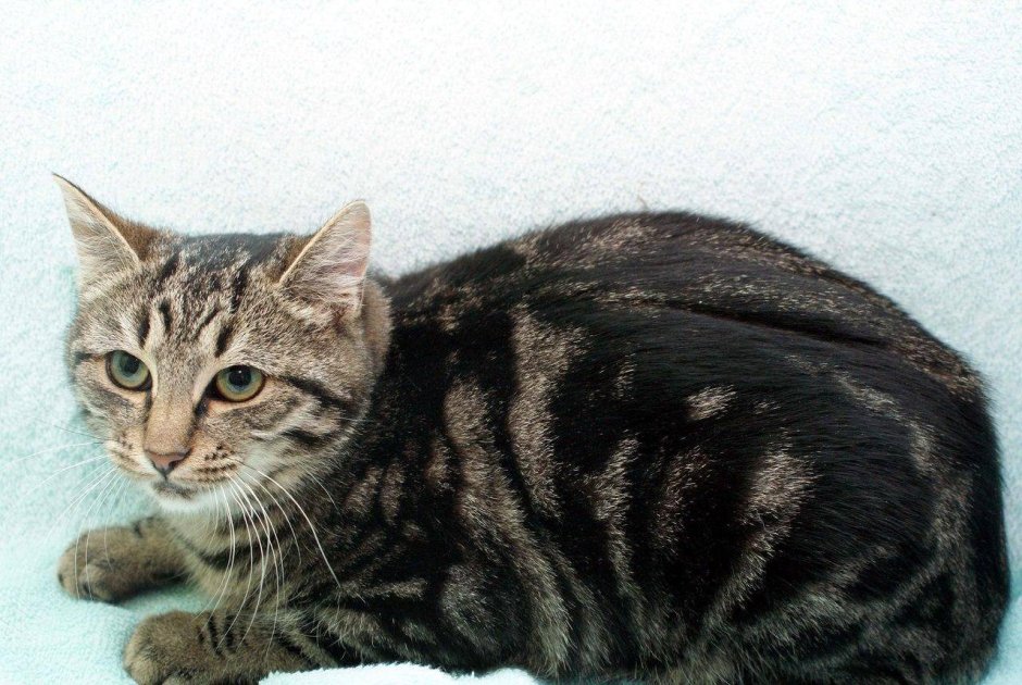 Сибирский кот гладкошерстный
